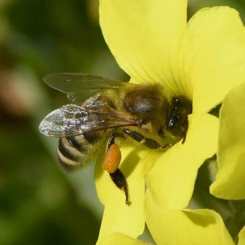 Réf. 224 778 : Apis mellifera
